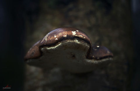 Fomitopsis betulina  Birch polypore,Fomitopsis betulina,Fungi,Macro,Mushrooms,birch,polypore