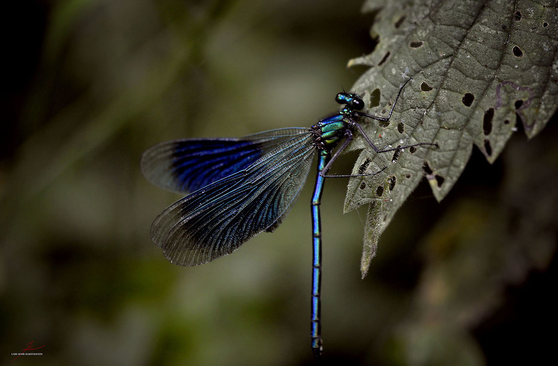 Calopteryx splendens  Arthropods,Banded demoiselle,Calopteryx splendens,Damselflies,Macro,dragonflies,flying insects,wetland