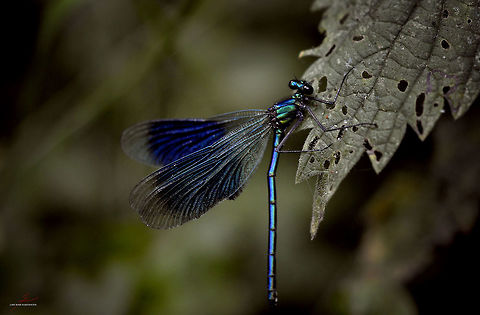 Calopteryx splendens  Arthropods,Banded demoiselle,Calopteryx splendens,Damselflies,Macro,dragonflies,flying insects,wetland