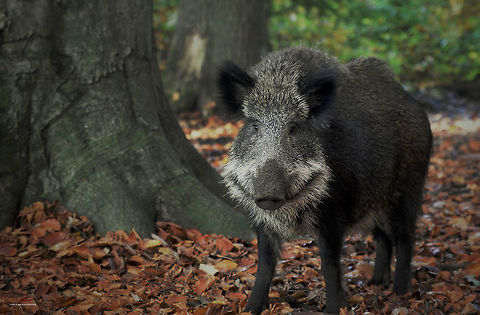 Sus scrofa  Forest,Mammals,Razorback,Sus scrofa