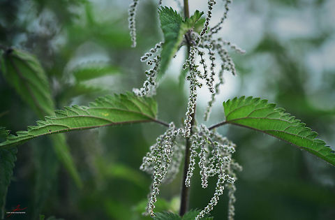 Urtica dioica  Flora,Macro,Medicinal herb,Plants,Stinging nettle,Urtica dioica,bloom,blossom,nettles