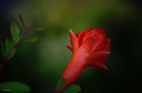 Punica granatum  Flora,Macro,Plants,Pomegranate,Punica granatum,bloom,blossom