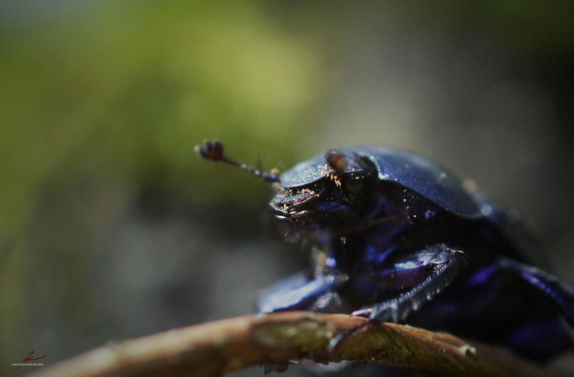Anoplotrupes stercorosus  Anoplotrupes stercorosus,Arthropods,Beetles,Forest,Insects,Macro,dung beetles