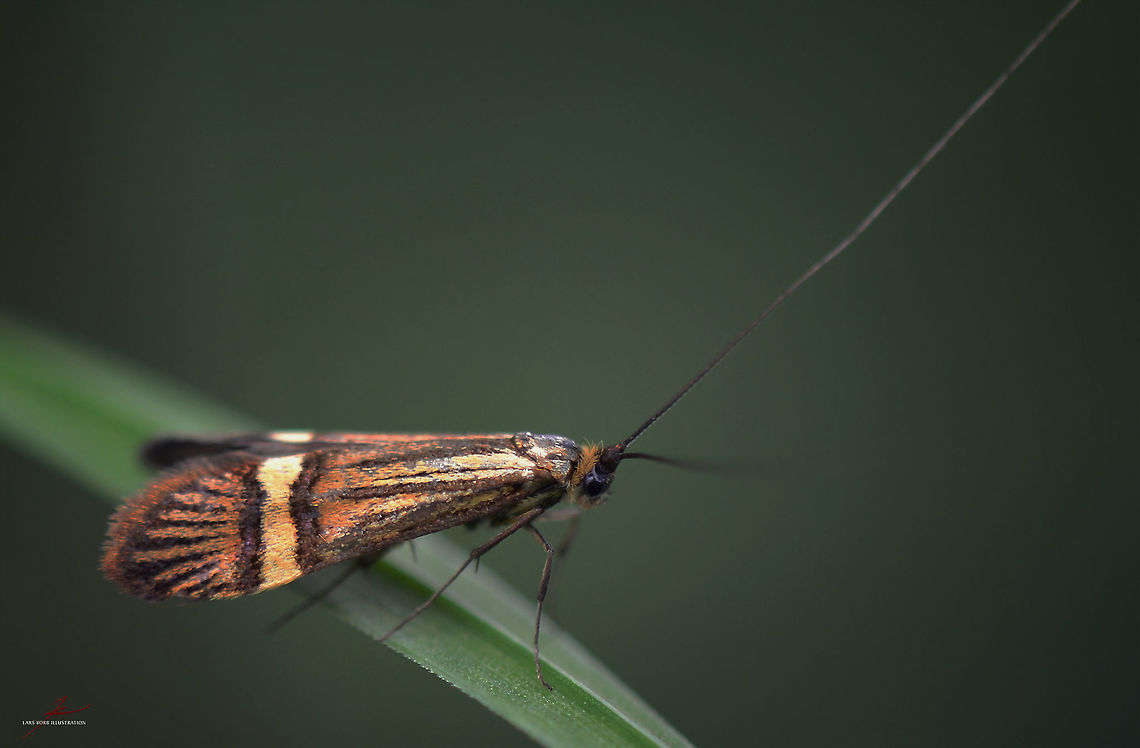 Nemophora degeerella, male  Arthropods,Longhorn Moth,Macro,Nemophora degeerella,flying insect,moths