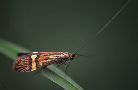 Nemophora degeerella, male  Arthropods,Longhorn Moth,Macro,Nemophora degeerella,flying insect,moths