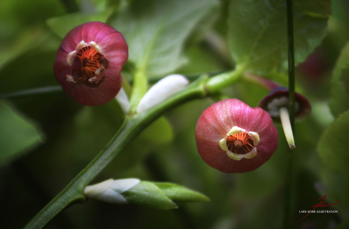 Vaccinium myrtillus  Flora,Forest,Macro,Plants,Vaccinium myrtillus,bloom,blossom