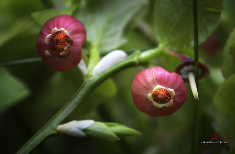 Vaccinium myrtillus  Flora,Forest,Macro,Plants,Vaccinium myrtillus,bloom,blossom