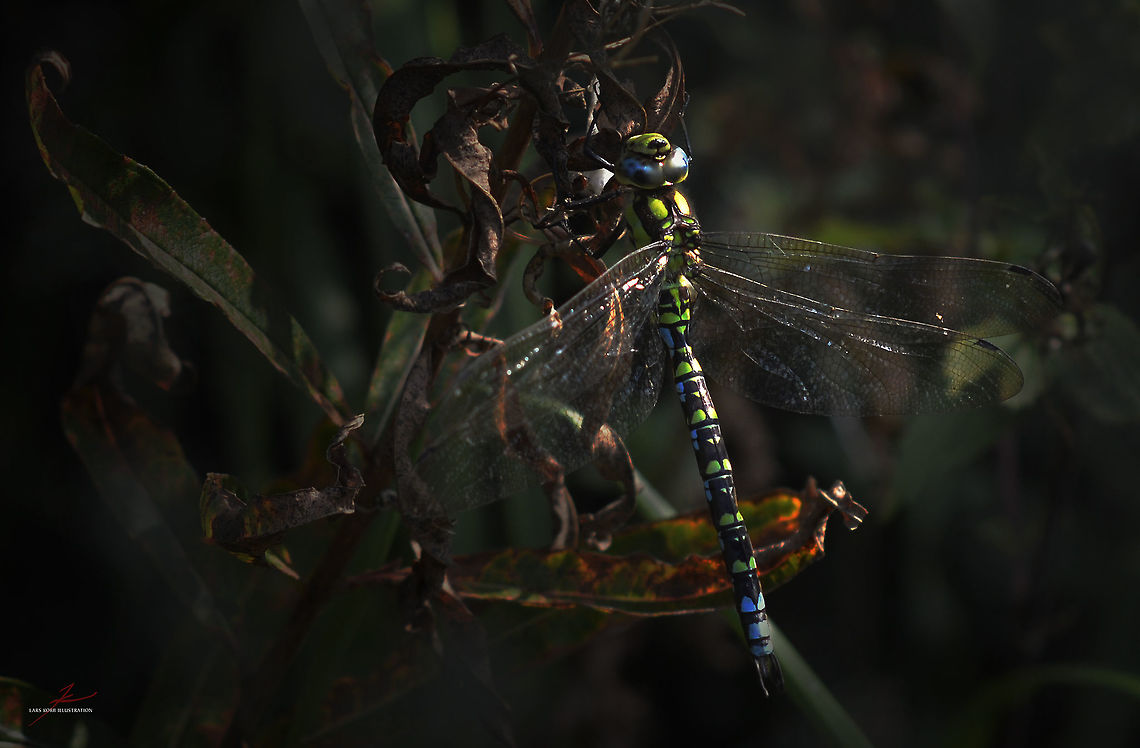 Aeshna cyanea  Aeshna cyanea,Arthropods,Macro,Southern Hawker,dragonflies,flying insect