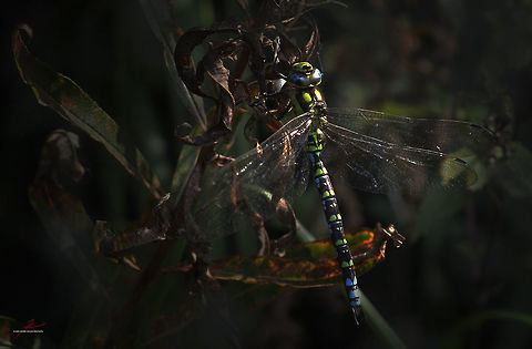Aeshna cyanea Aeshna cyanea,Arthropods,Macro,Southern Hawker,dragonflies,flying insect