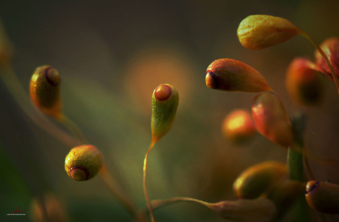 Bryum bicolor  Bryum bicolor,Flora,Forest,Macro,Moss,Plants,calyptra,seedpods