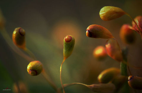 Bryum bicolor  Bryum bicolor,Flora,Forest,Macro,Moss,Plants,calyptra,seedpods