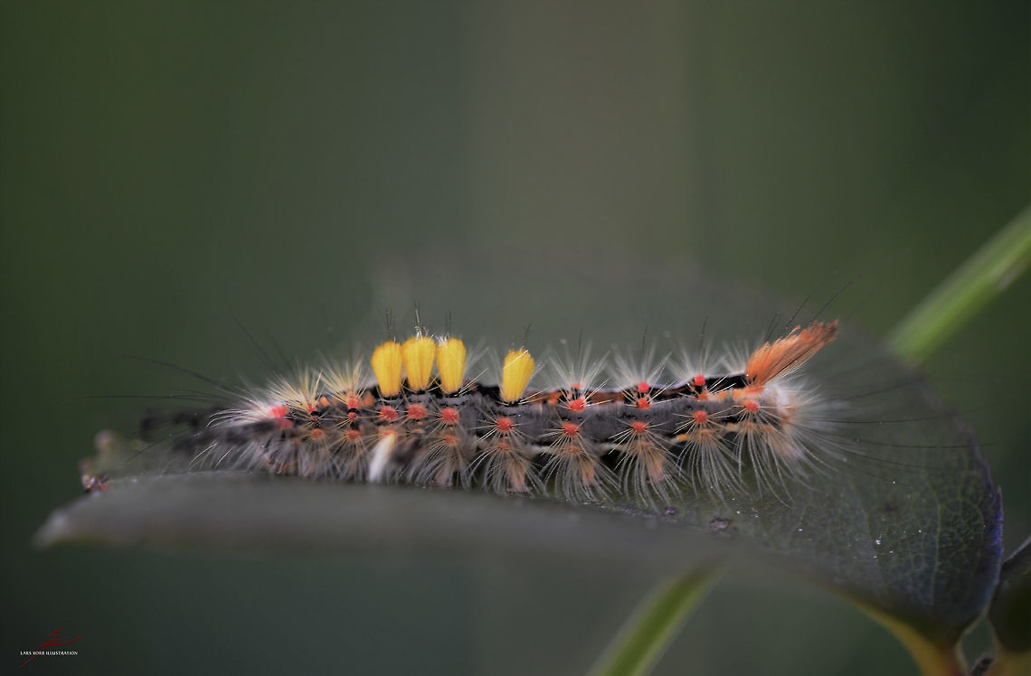 Orgyia antiqua  Arthropods,Macro,Orgyia antiqua,Rusty Tussock Moth,flying insect,moths,nocturnal