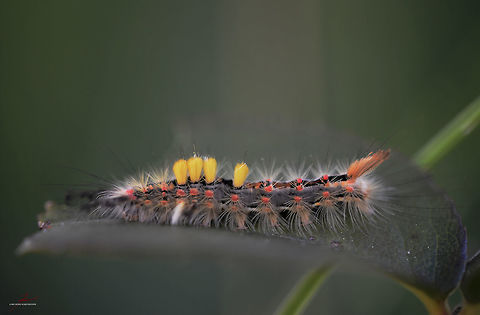 Orgyia antiqua  Arthropods,Macro,Orgyia antiqua,Rusty Tussock Moth,flying insect,moths,nocturnal