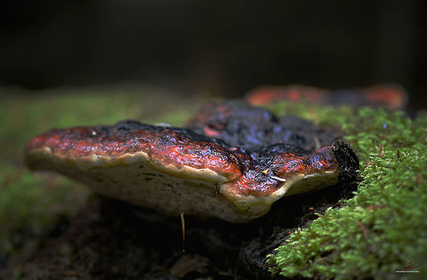 Fomitopsis pinicola  Fomitopsis pinicola,Forest,Fungi,Macro,Mushrooms,Red Banded Polypore
