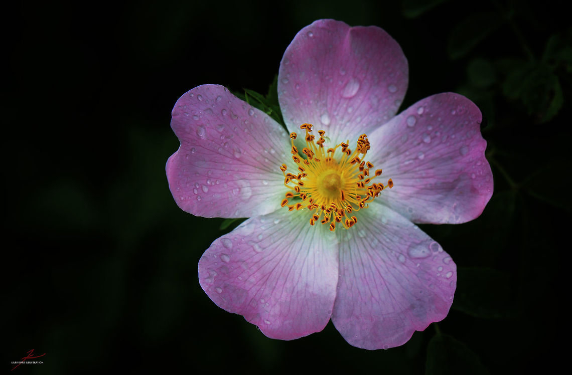 Rosa canina  Dog Rose,Flora,Plants,Rosa canina,Wildflowers,bloom,blossom