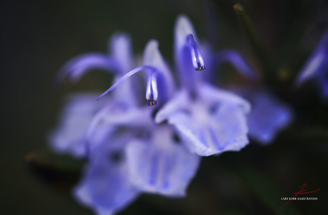 Rosmarinus officinalis  Flora,Macro,Medicinal herb,Plants,Rosemary,Rosmarinus officinalis,bloom,blossom,edible,herbs,spice