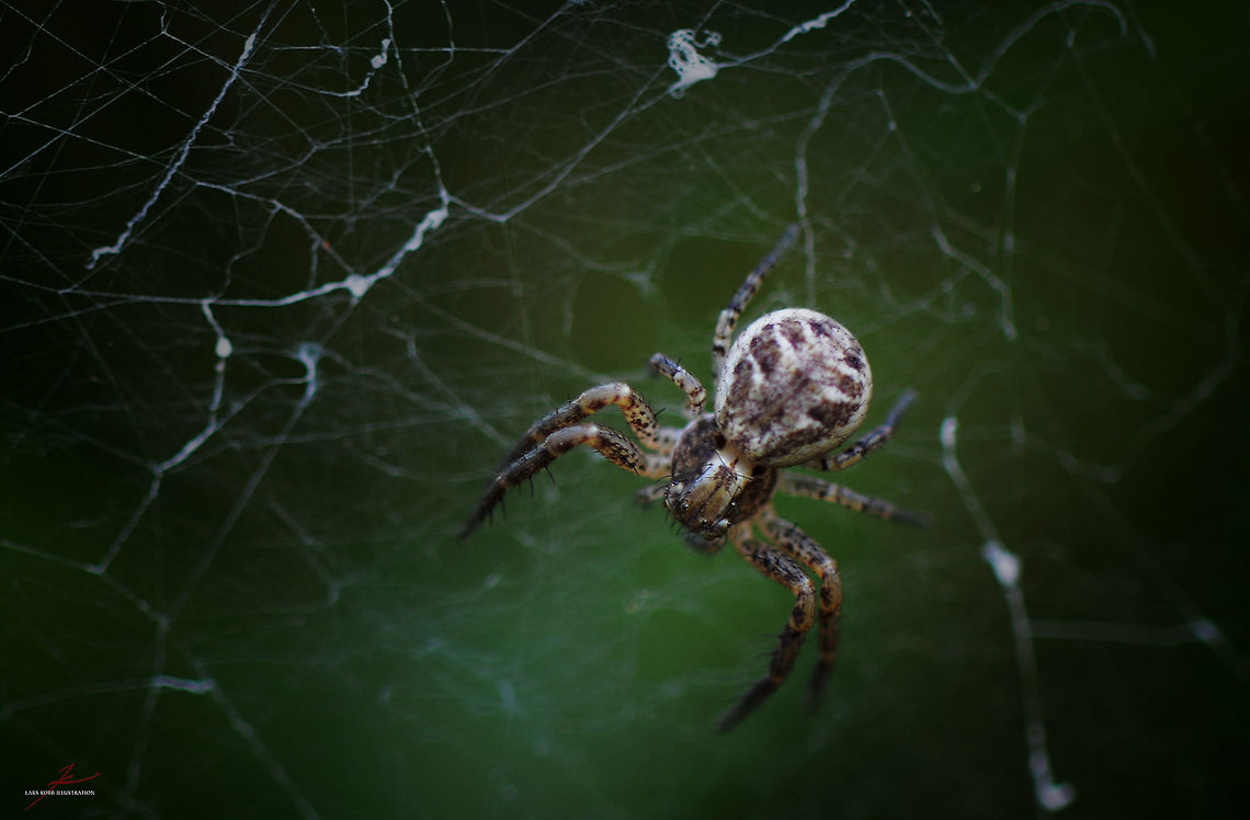 Xysticus ninnii  Arthropods,Forest,Macro,Spiders,Xysticus ninnii,crab spiders