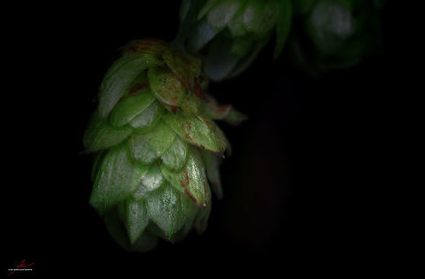 Humulus lupulus  Common hop,Flora,Humulus lupulus,Macro,Plants,lupulus