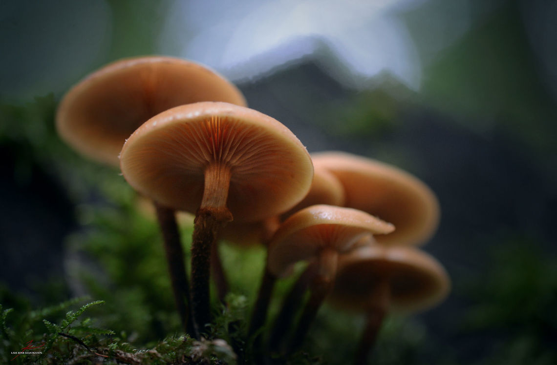 Armillaria mellea  Armillaria mellea,Fungi,Honey fungus,Macro,Mushrooms,edible