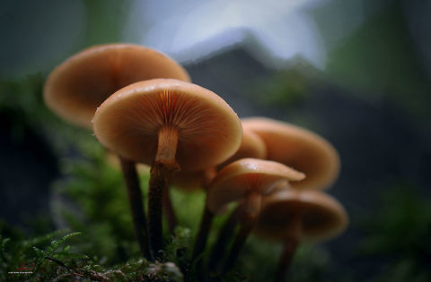 Armillaria mellea  Armillaria mellea,Fungi,Honey fungus,Macro,Mushrooms,edible