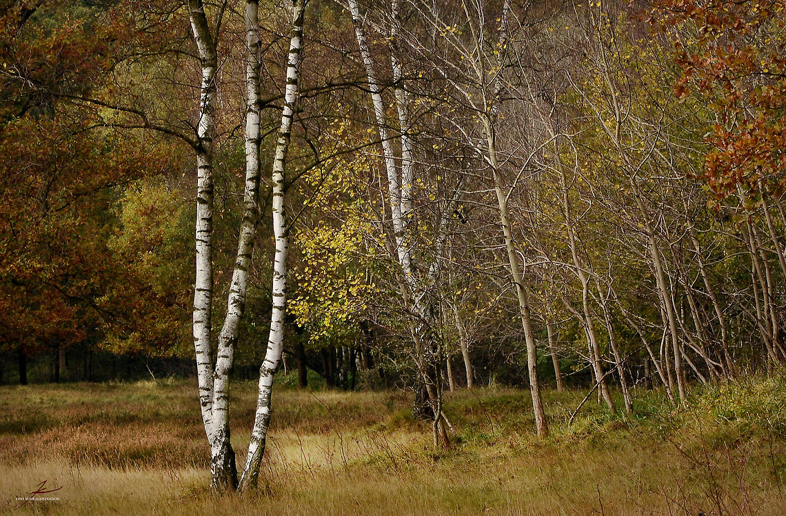 Betula pendula  Betula pendula,Flora,Plants,Silver birch,birches,geest,trees,wetland