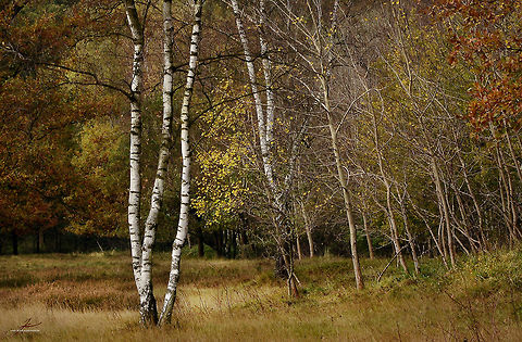 Betula pendula  Betula pendula,Flora,Plants,Silver birch,birches,geest,trees,wetland
