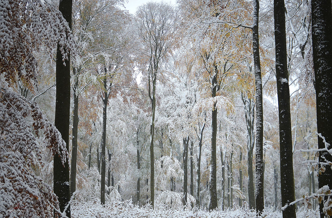 Fagus sylvatica  European Beech,Fagus sylvatica,Flora,Forest,Plants,beeches,trees,winter