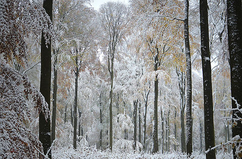 Fagus sylvatica  European Beech,Fagus sylvatica,Flora,Forest,Plants,beeches,trees,winter