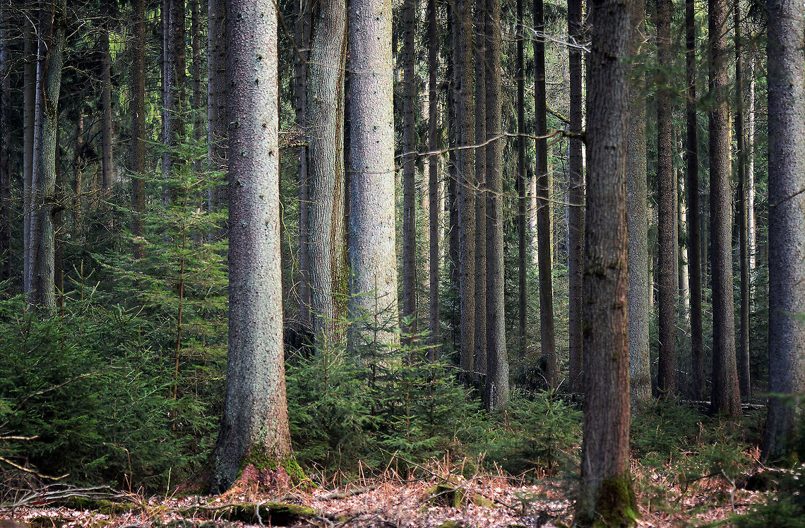 Picea abies  Conifer,Flora,Forest,Norway spruce,Picea abies,Plants,trees