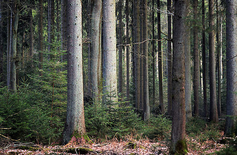 Picea abies  Conifer,Flora,Forest,Norway spruce,Picea abies,Plants,trees