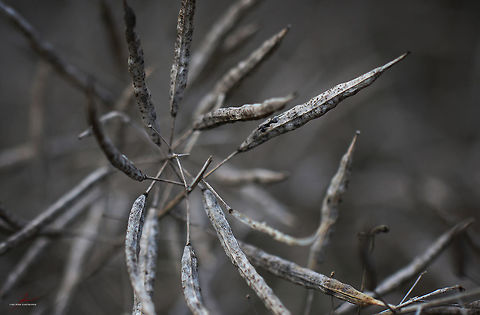 Brassica napus  Brassica napus,Crops,Flora,Macro,Plants,Rapeseed,seeds