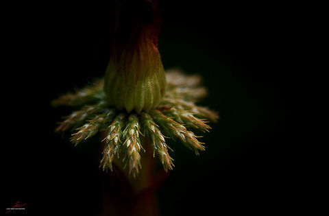 Equisetum sylvaticum  Equisetum sylvaticum,Flora,Forest,Macro,Plants,Wood horsetail