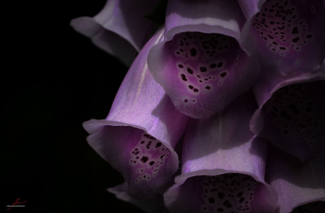 Digitalis purpurea  Digitalis purpurea,Flora,Macro,Medical plant,Plants,Purple foxglove,Wildflowers,bloom,blossom,poisonous,toxic