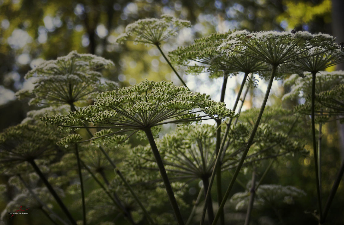 Heracleum mantegazzianum  Flora,Forest,Heracleum mantegazzianum,Macro,Plants,poisonous,toxic