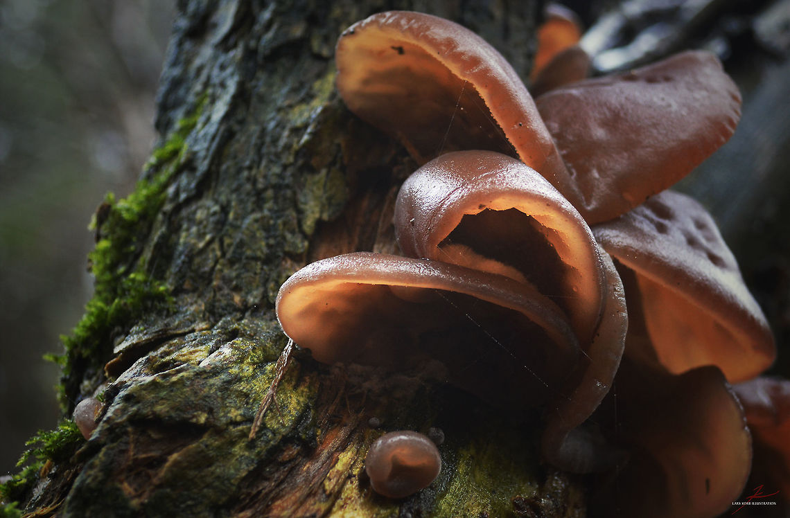 Auricularia auricula-judae  Auricularia auricula-judae,Forest,Fungi,Macro,Mushrooms,edible,wood ear