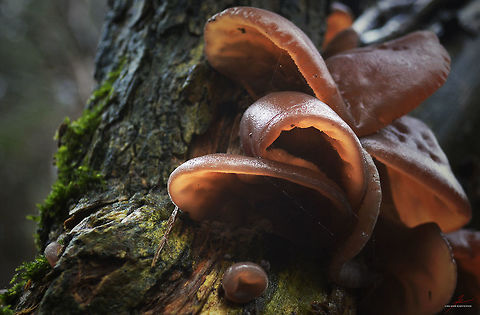 Wood ear