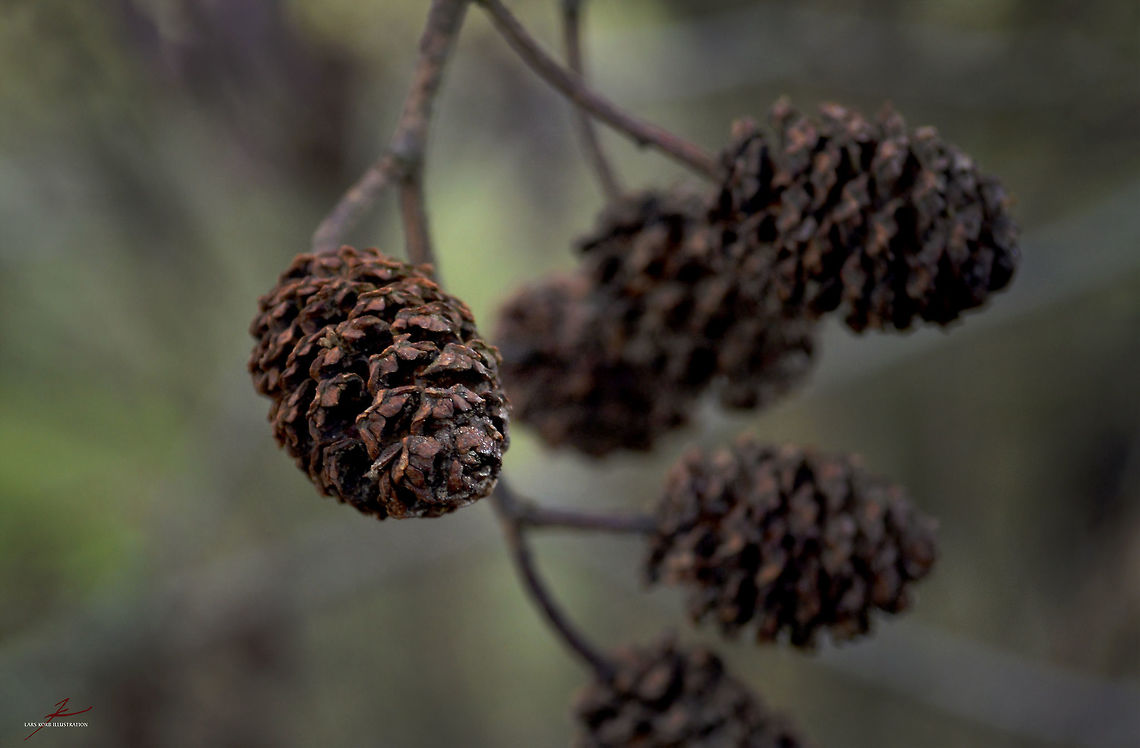 Alnus glutinosa  Alders,Alnus glutinosa,Flora,Macro,Plants,glutinosa,seedpods,seeds,trees