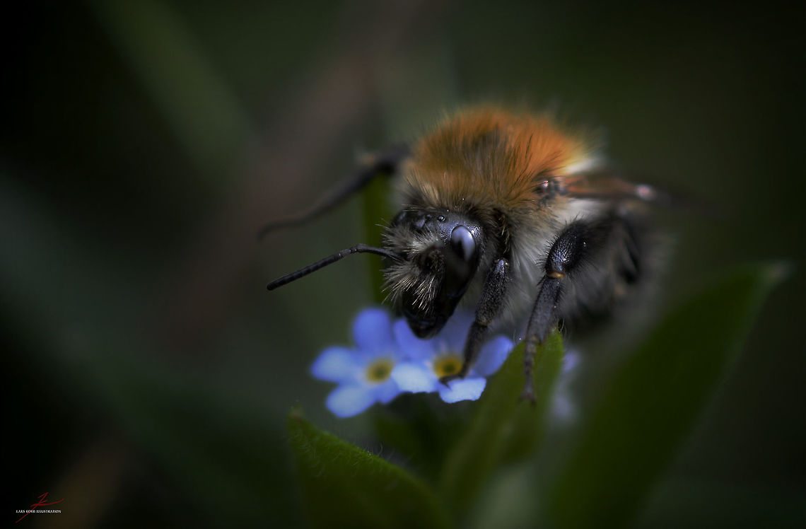Bombus hypnorum  Arthropods,Bees,Bombus hypnorum,Bumble Bees,Forest,Insects,Macro