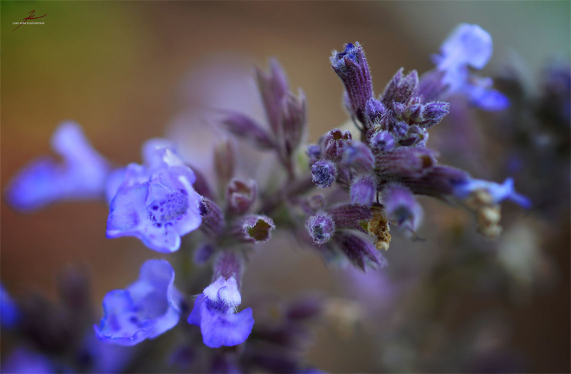 Salvia officinalis  Flora,Garden sage,Macro,Medicinal herb,Plants,Salvia officinalis,bloom,blossom,herbs