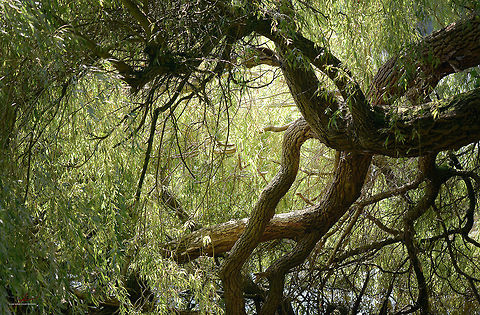 Salix alba  Flora,Plants,Salix alba,White Willow,trees,willows