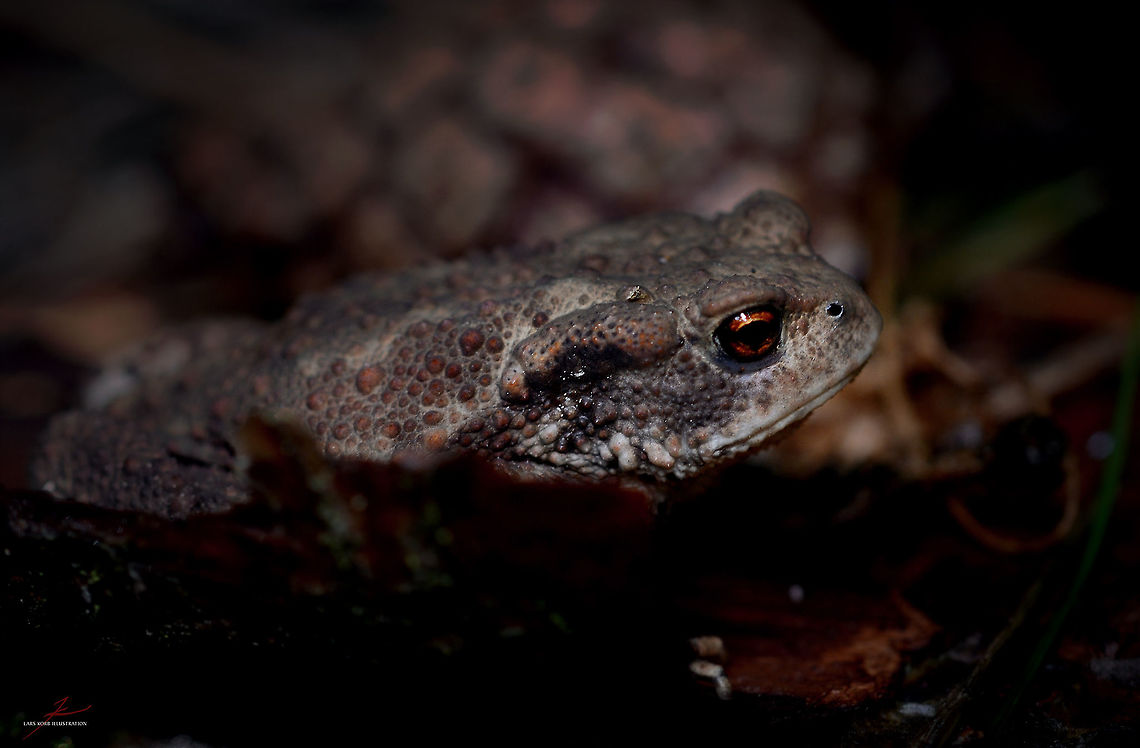 Bufo bufo  Amphibians,Bufo bufo,Common toad,Forest,Macro,toads,wetland