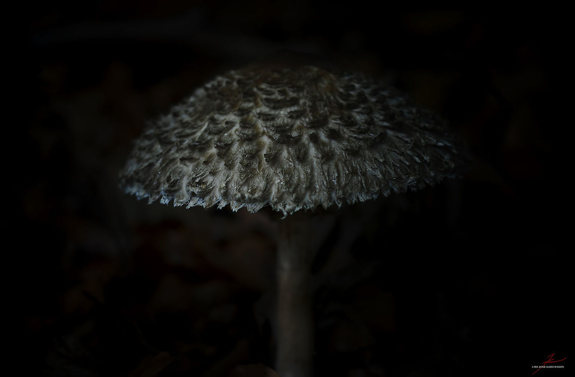 Macrolepiota procera  Fungi,Macro,Macrolepiota procera,Mushrooms,Parasol mushroom,edible