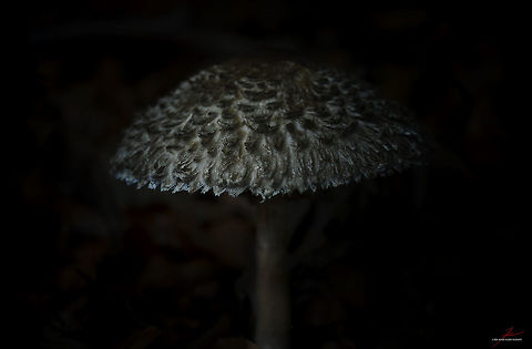 Macrolepiota procera  Fungi,Macro,Macrolepiota procera,Mushrooms,Parasol mushroom,edible