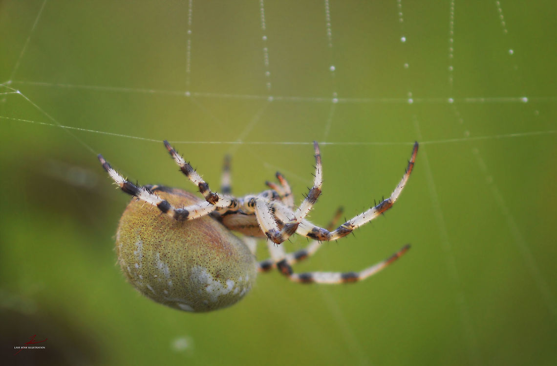 Araneus quadratus  Araneus quadratus,Arthropods,Four-spot orb-weaver,Insects,Macro,Orb-weaver,Spiders,araneus