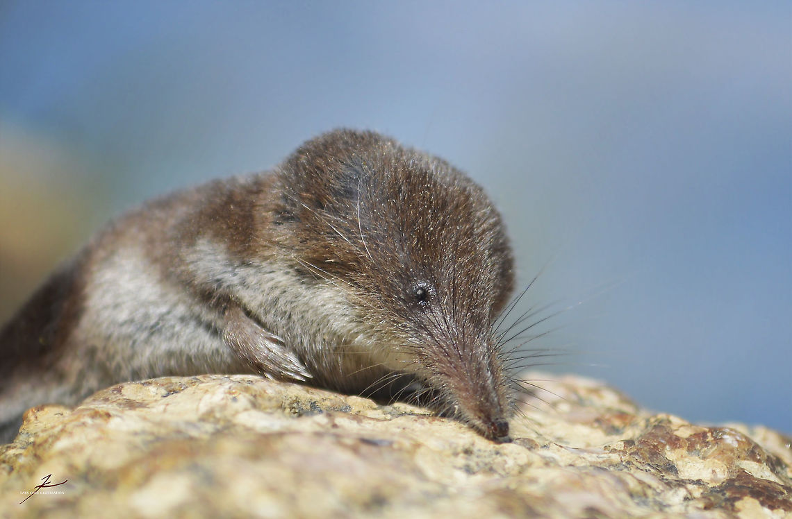 Crocidura suaveolens  Crocidura suaveolens,Lesser white-toothed shrew,Macro,Mammals,mice