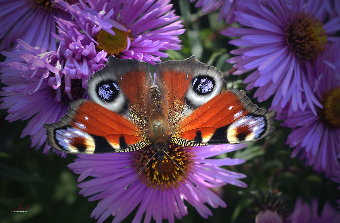 Aglais io  Arthropods,European Peacock,Inachis io,Insects,Macro,butterflies