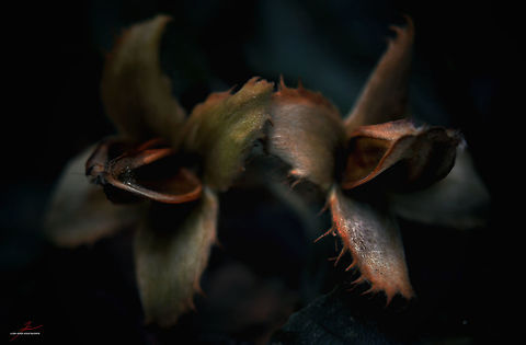 Fagus sylvatica, seeds  European Beech,Fagus sylvatica,Flora,Macro,Plants,seedpods,seeds,trees
