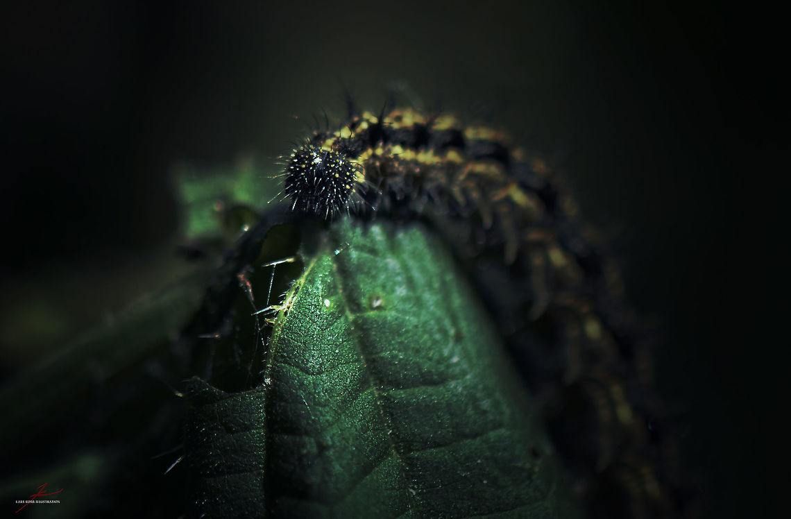 Aglais urticae, caterpillar  Aglais urticae,Arthropods,Insects,Macro,Small Tortoiseshell,caterpillars
