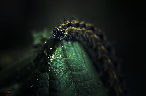 Aglais urticae, caterpillar  Aglais urticae,Arthropods,Insects,Macro,Small Tortoiseshell,caterpillars