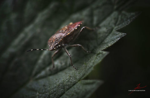 Dolycoris baccarum  Arthropods,Dolycoris baccarum,Forest,Insects,Macro,Sloe bug,shield bugs